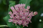 Purple milkweed